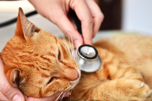 veterinary services Serving St. Cloud, FL and the surrounding areas
